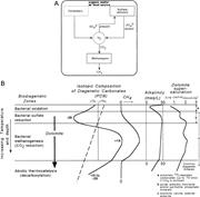 Second thumbnail for: Organogenic Dolomitization in Peritidal to Deep-Se...