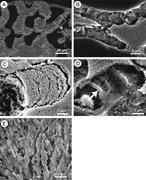 First thumbnail for: Microboring Versus Recrystallization: Further Insi...