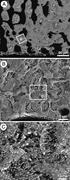 Second thumbnail for: Microboring Versus Recrystallization: Further Insi...