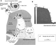 Second thumbnail for: Trigonal Dendritic Calcite Crystals Forming from H...