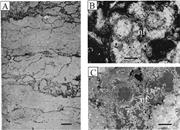 Second thumbnail for: Relationship of Uranium to Petrography of Caliche ...