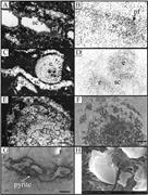 Third thumbnail for: Relationship of Uranium to Petrography of Caliche ...