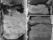 Third thumbnail for: Origin of Authigenic Mn-Fe Carbonates and Pore-Wat...