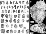 Third thumbnail for: Quaternary Phosphorites from the Continental Margi...