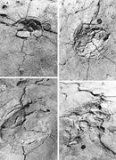 Third thumbnail for: Subsidence Structures Associated with Subaerial De...