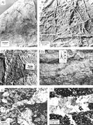 First thumbnail for: Molar-Tooth Carbonates: Shallow Subtidal Facies of...
