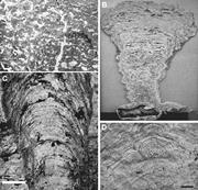Second thumbnail for: Evaporitic Subtidal Stromatolites Produced by in s...