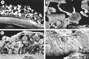Third thumbnail for: Marine Carbonate Cements, Biofilms, Biomineralizat...