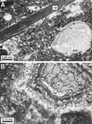 Second thumbnail for: New Geochemical Support for Mixing-Zone Dolomitiza...