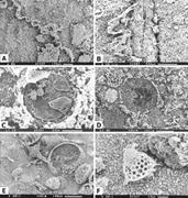 Third thumbnail for: Diagenesis of Upper Jurassic Concretions from the ...
