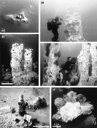 Third thumbnail for: Ikaite Tufa Towers in Ikka Fjord, Southwest Greenl...