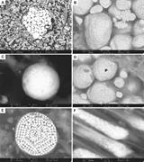Third thumbnail for: Petrographic Observations of Iron, Copper, and Zin...