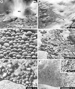 Third thumbnail for: "Geyser Eggs" from Te Whakarewarewatangaoteopetaua...