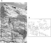 Second thumbnail for: The Origin of Consolidation Laminae and Dish Struc...