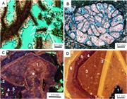 Second thumbnail for: Hypersaline Burial Diagenesis Delineated by Compon...