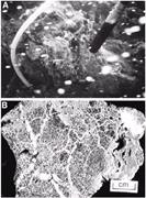 Second thumbnail for: Formation of Dolomite in Recent Island-Arc Sedimen...