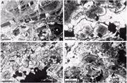 Third thumbnail for: Formation of Dolomite in Recent Island-Arc Sedimen...