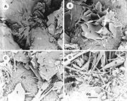 Second thumbnail for: Contact Diagenesis: The Effect of an Intrusion on ...