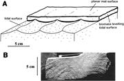 Second thumbnail for: Microbially Induced Sedimentary Structures: A New ...