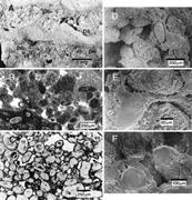 Second thumbnail for: Sedimentary Facies and Mineralogy of the Late Plei...