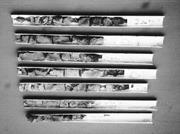 Third thumbnail for: An Inexpensive, Diver-Assisted Percussion Coring D...