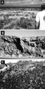 Second thumbnail for: Development of Magnesian Carbonates in Quaternary ...