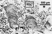 Second thumbnail for: Observation of Microbial Structures in Rocks Using...