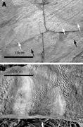 First thumbnail for: Microbially Induced Sedimentary Structures—A New C...