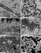 Third thumbnail for: Dolostones from Grand Cayman, British West Indies