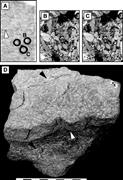 Second thumbnail for: Using Magnetic Resonance Imaging and Petrographic ...