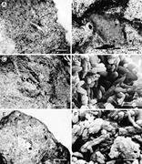 Third thumbnail for: Morphology and Stable and Radiogenic Isotope Compo...