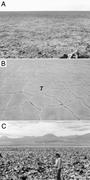 Third thumbnail for: An Assessment of Stratigraphic Completeness in Cli...