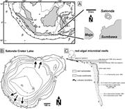 First thumbnail for: Microbialite Formation in Seawater of Increased Al...