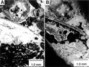 Third thumbnail for: Echinoderm Stabilization Associated with a Paleoka...