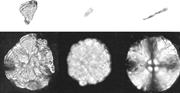 Third thumbnail for: Bacterially Induced Mineralization of Calcium Carb...