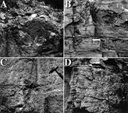 Third thumbnail for: Sequence Stratigraphy and Depositional Facies of L...