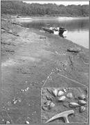 Second thumbnail for: Intra-Annual Isotopic Variation in Venericardia Bi...