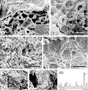 First thumbnail for: Microbialite Formation in Seawater of Increased Al...