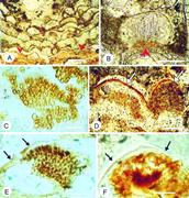 Second thumbnail for: Microbialite Formation in Seawater of Increased Al...