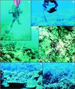 Second thumbnail for: Holocene Reef Accretion: Southwest Molokai, Hawaii...