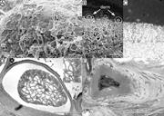 First thumbnail for: Microbialite Formation in Seawater of Increased Al...
