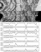 Third thumbnail for: Microbialite Formation in Seawater of Increased Al...