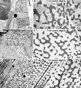 First thumbnail for: Echinoderm Skeletal Preservation: Calcite-Aragonit...