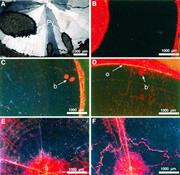 Second thumbnail for: Elemental and Oxygen Isotope Composition of Early ...