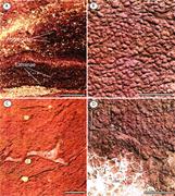 Third thumbnail for: Pedogenic Mud Aggregates and Paleosol Development ...