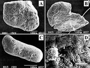 Third thumbnail for: Age and Origin of Albian Glauconites and Associate...