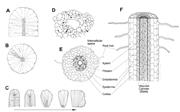 First thumbnail for: Microcodium Revisited: Root Calcification Products...
