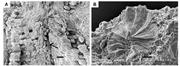 Second thumbnail for: Microcodium Revisited: Root Calcification Products...