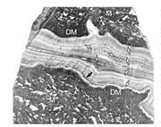 First thumbnail for: Origin of Meter-Scale Submarine Cavities and Herri...