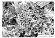 Third thumbnail for: Dolomite Formation in Pelagic Limestone and Diatom...